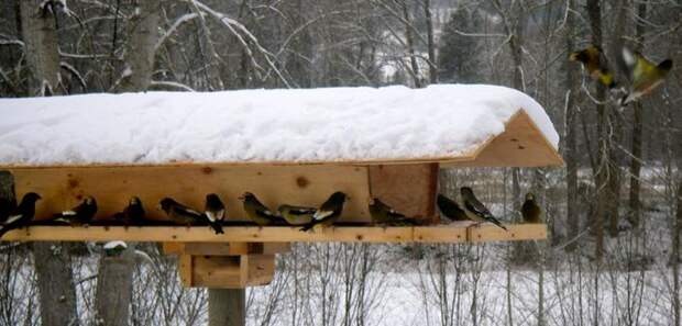 Чем и как помогать птицам зимой