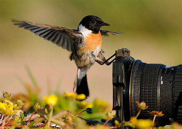 птичка на фотоаппарате