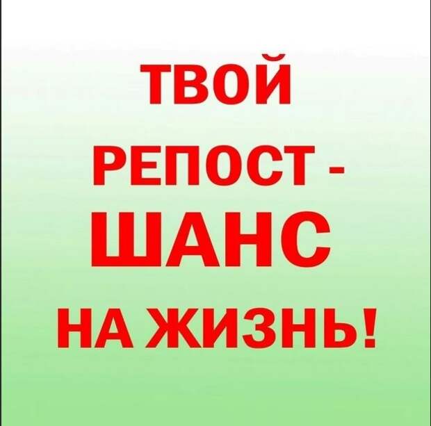 Помогите! На морозной улице пропадают две домашние кошки, ставшие бездомными лишь на днях!!!