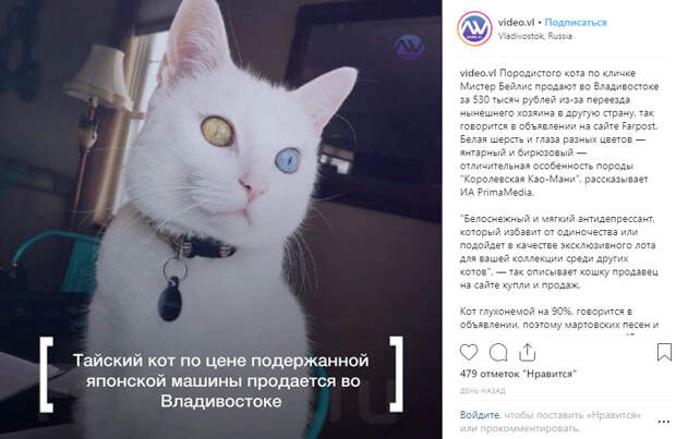 Кота с разноцветными глазами выставили на продажу за полмиллиона рублей