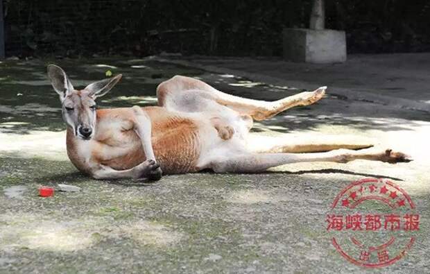 Посетители зоопарка убили кенгуру ради развлечения ynews, жестокое обращение с животными, жестокость, животные, китай, сволочи, фото