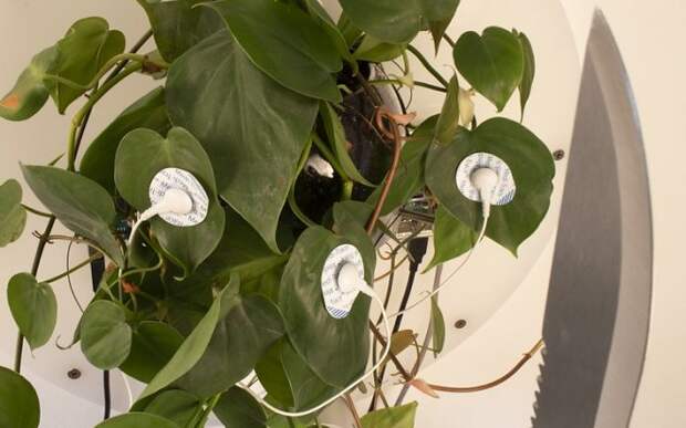 Цветок с мачете Цветок с мачете