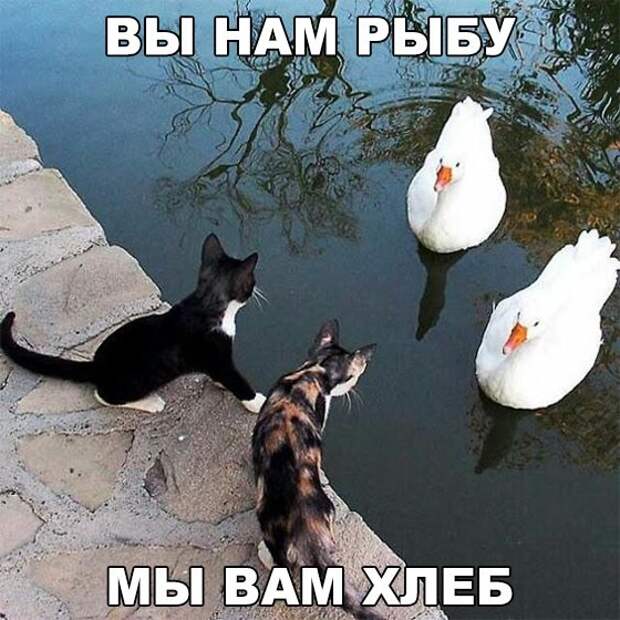 Смешные фото приколы и мемы с котами и кошками Смешные фото приколы и мемы с котами и кошками животные, коты, прикол, юмор