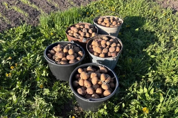 Садовод Светлая рассказала про запрет на посадку картофеля в «женские дни»