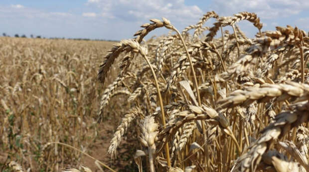 500 гектаров джанкойской земли передали фермерам