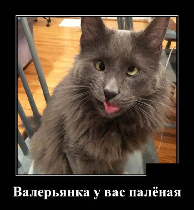 Демотиваторы (30 фото)