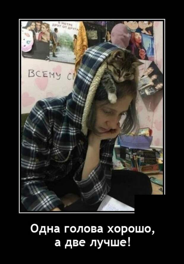 Демотиватор про голову