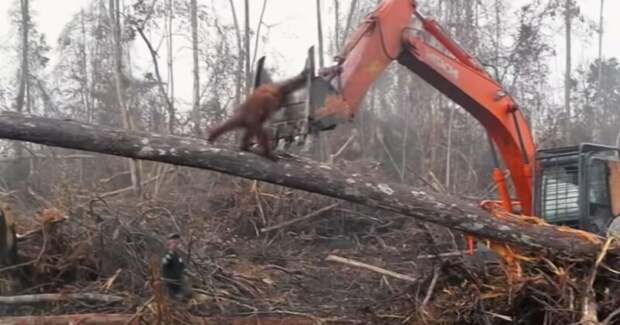 Зоозащитная организации International Animal Rescue опубликовала печальные кадры с острова Борнео Борнео, дерево, животные, индонезия, история, лес, орангутан