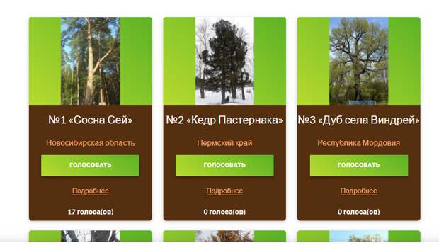 324-летняя сосна из Новосибирской области может стать деревом года в России