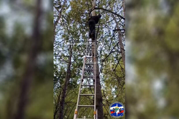 В Новосибирске спасли мужчину, который залез на дерево и не хотел спускаться