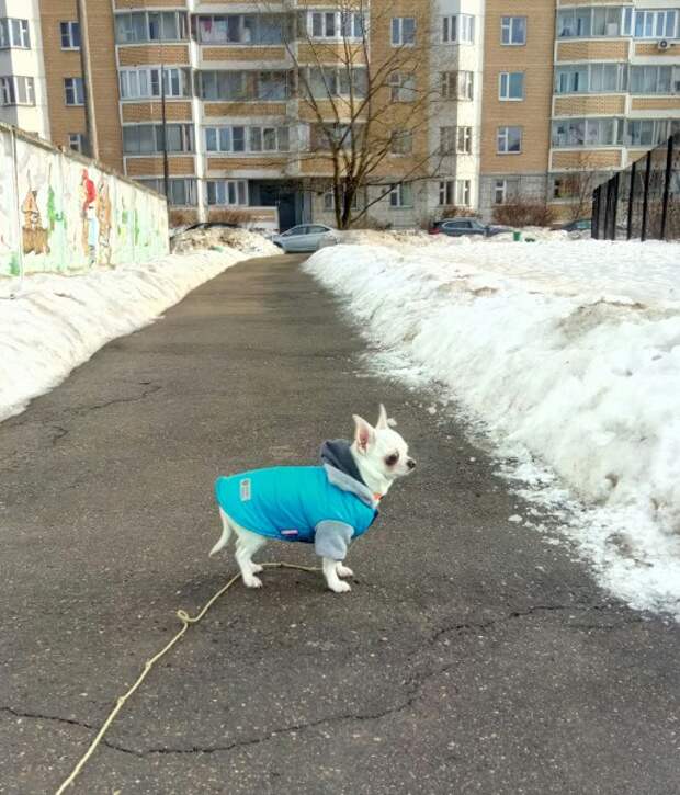 мало адекватный. деловая игра по праву. лидер лдпр 2022. вс рф на украине. кремль украина.