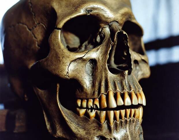 По зубам: что узнали антропологи о первых петербуржцах спустя три века