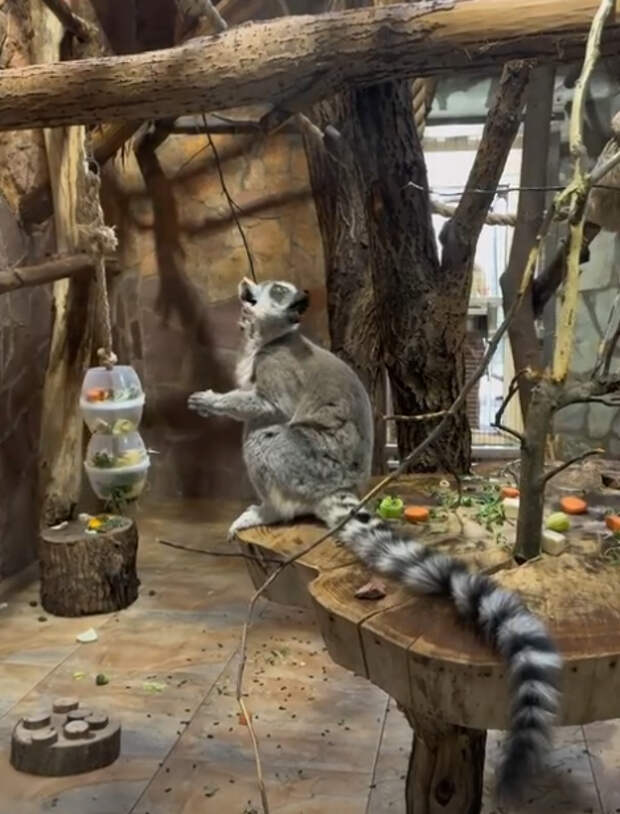 Самке кошачьего лемура Гебе из Ленинградского зоопарка исполнилось пять лет