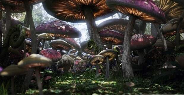 До того момента как Землю покрыли деревья она была заполнена гигантскими грибами.