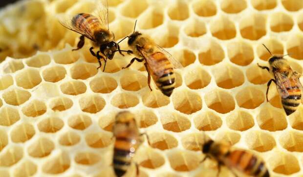 На Алтае массово гибнут пчелы