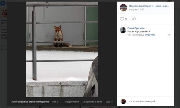 Домашняя лиса сбежала от хозяев в Некрасовку