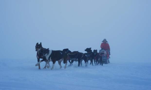 Архангельский центр ездового спорта «Морские псы» ожидает расформирование