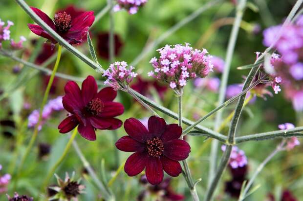 Cosmos atrosanguineus 'Chocamocha' - BBC Gardeners' World Magazine