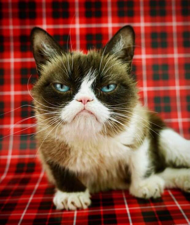 Сердитая кошка по имени Соус Тардар. / Фото: www.memepedia.ru