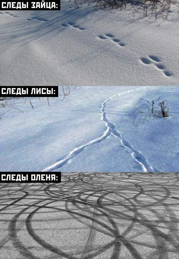 Следы лесных зверей