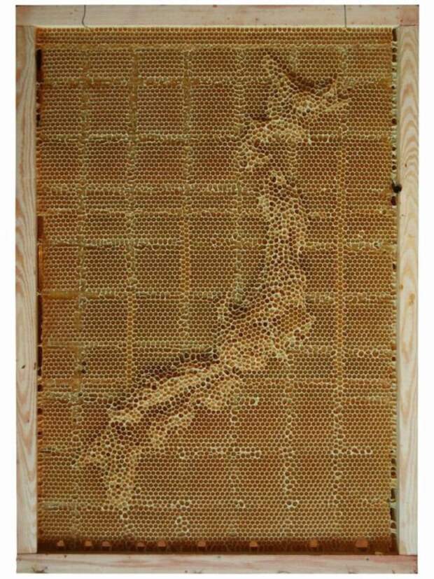 Япония Япония воск, карта, пчела, скульптура