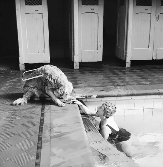 22. Слепая женщина расслабляется в бассейне под присмотром своего пса-поводыря, 1966 г. архивные фотографии, лучшие фото, ретрофото, черно-белые снимки