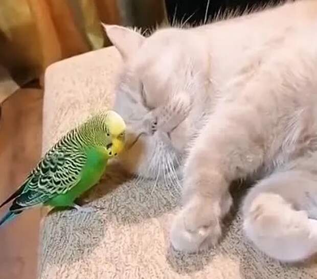 Кот и попугай