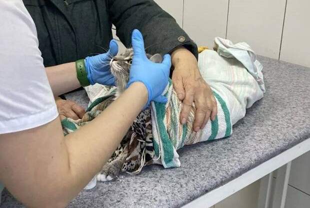 Пенсионерка случайно постирала кота вместе со шторами, животное спасли