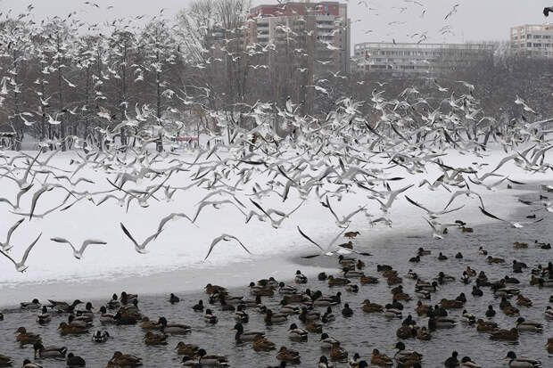 Стая птиц над зимнем озером в Бухаресте, Румыния