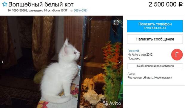 Житель Новочеркасска оценил котенка в 2,5 млн рублей‍. Фото: сайт Avito 