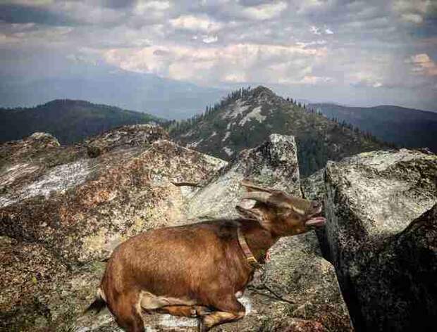 Pet goat on mountain