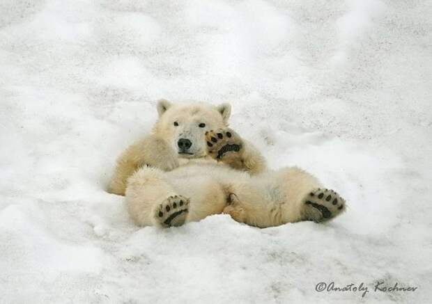 Лёд ушел, звери остались: история биолога, который более 40 лет изучает Арктику