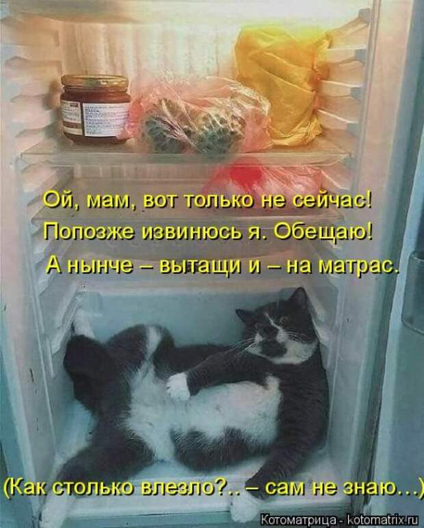 Лучшие котоматрицы недели (50 фото)
