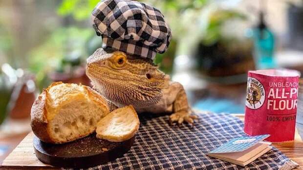 Ящерица-повар Chef Lenny the Lizard — звезда соцсетей и автор кулинарных книг