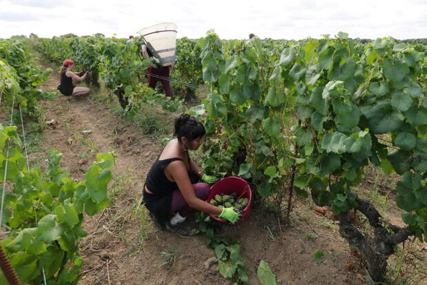 Во Франции обеспокоились ситуацией с вином из-за Украины