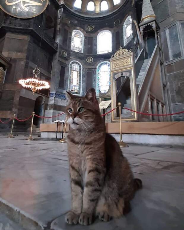 11 милых фото кота, который живет в мечети Святой Софии