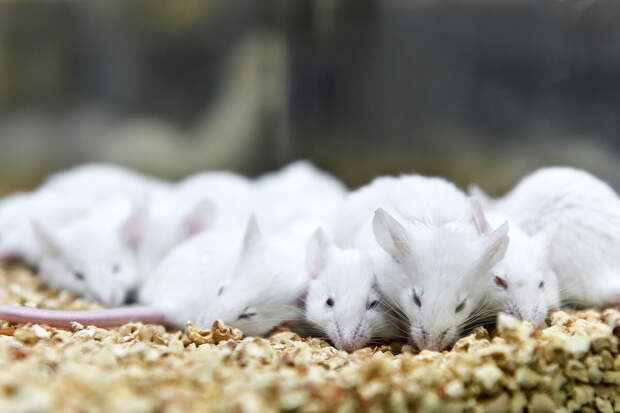 CurBio: мыши пробуют разные подходы, чтобы улучшить результат своих действий