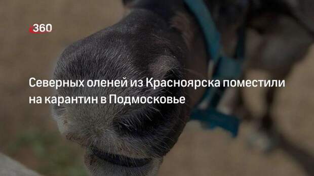 Северных оленей из Красноярска поместили на карантин в Подмосковье