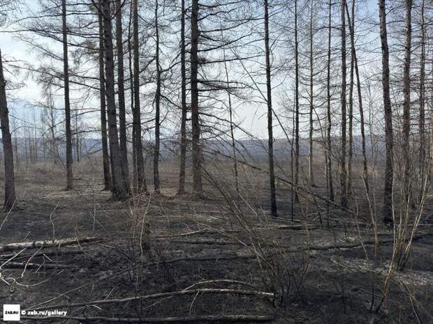 Трое пожарных пропали в лесу Тунгокоченского района