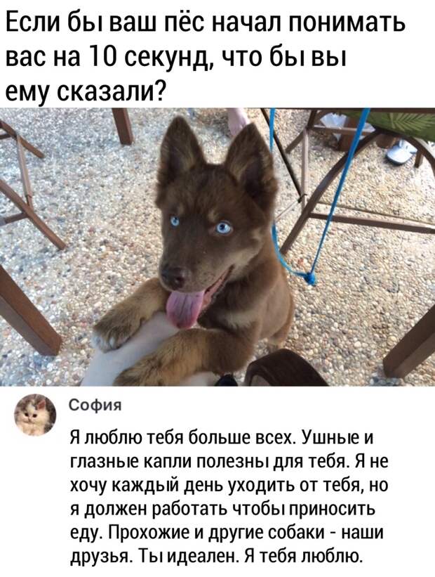 Моя любовь к собакам - вечна Моя любовь к собакам - вечна