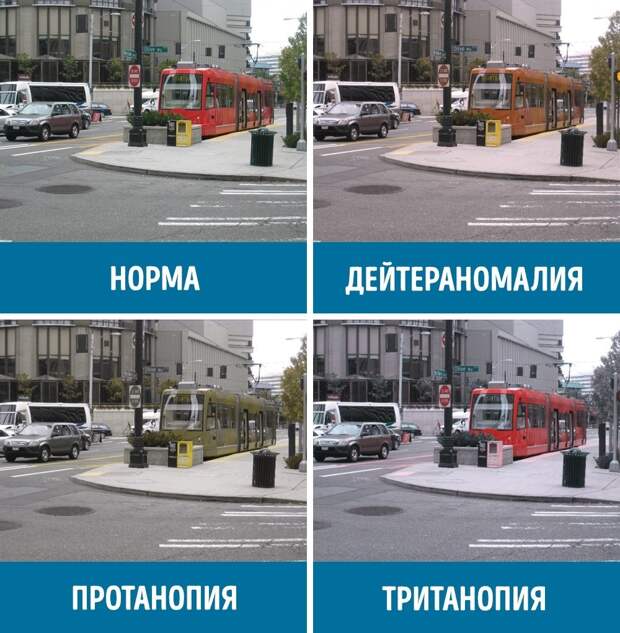 Как видят мир люди с разными формами дальтонизма