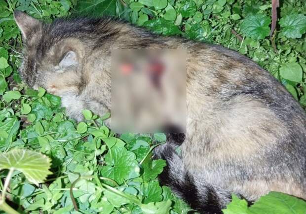 Кошку в Рязанской области серьезно ранили стрелой — подробности происшествия
