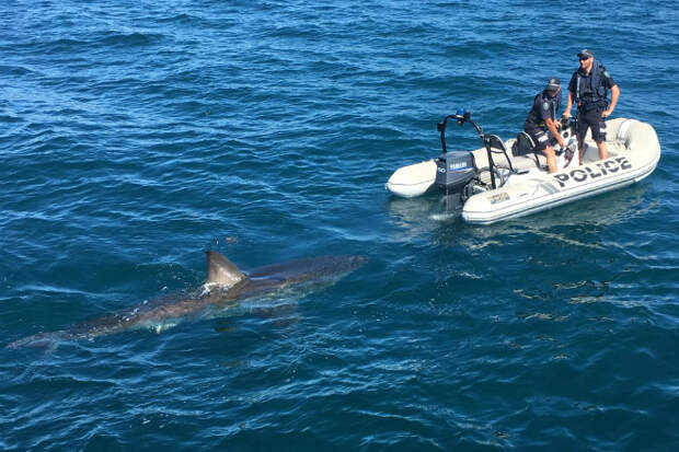 Гигантская хищная акула преследовала полицейских на моторной лодке