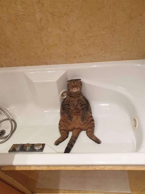 Кошки, которые научились вести себя как люди