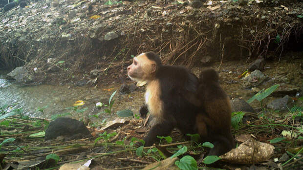 Ученые впервые застали самцов обезьян за похищением детенышей других видов