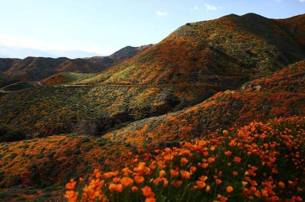 Цветущие холмы, штат Калифорния