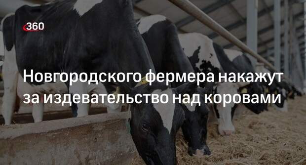 В Новгороде фермера будут судить за утопавших в навозе коров