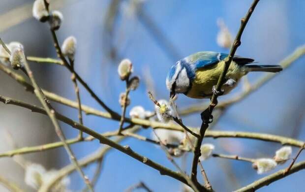 Март 2026 года стал самым теплым в истории Петербурга