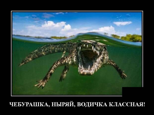 Демотиваторы (30 фото)