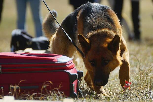 Служебные собаки искали наркотики в багаже Фото: Алексей БУЛАТОВ